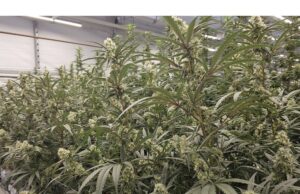 Kemitraan Penelitian Fluence dan Innexo BV Menjajaki Penghapusan Fase Vegetasi untuk Mendorong Potensi Penghematan Energi bagi Para Petani