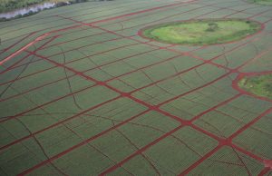 Del Monte akan membuat pupuk hayati mulai bulan Juni