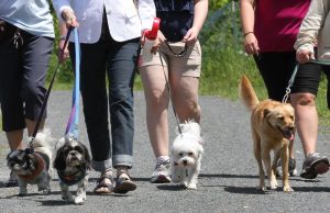 Kaum muda Kanada menginginkan rumah dan hewan peliharaan dibandingkan pernikahan dan anak: survei