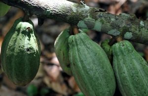 Kakao mencapai titik terendah dalam 4 bulan karena permintaan melemah dan pasokan meningkat