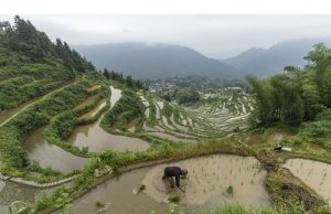 Cuaca Ekstrim Menimbulkan Risiko bagi Tanaman Tiongkok, Kekuasaan Selama Musim Panas