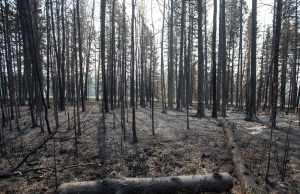 Pendekatan Kanada terhadap pemeliharaan hutan turut memicu kebakaran hutan