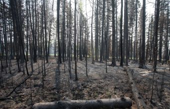 Pendekatan Kanada terhadap pemeliharaan hutan turut memicu kebakaran hutan