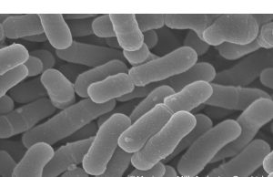 Susu Morinaga Mendapat Pendaftaran ‘Bahan Makanan Baru’ di Tiongkok untuk penggunaan Probiotik Bifidobacterium infantis M-63 pada Makanan Bayi