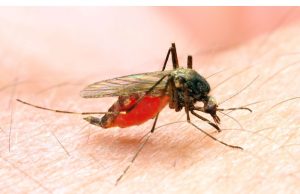 Bio-Gene dan Envu Berkolaborasi untuk Mengevaluasi Flavocide™ untuk Digunakan dalam Pengelolaan Nyamuk Sektor Publik dan Swasta