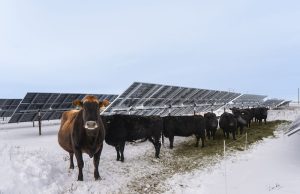 Burger tenaga surya: Bagaimana agrivoltaik mengawinkan produksi pangan dengan energi ramah lingkungan