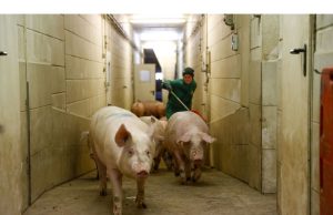 Ekspor Daging Jerman Terancam Wabah Mulut dan Kuku