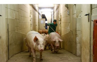 Ekspor Daging Jerman Terancam Wabah Mulut dan Kuku