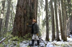 Pemerintahan Biden menarik rencana kehutanan lama setelah mendapat penolakan dari industri dan Partai Republik