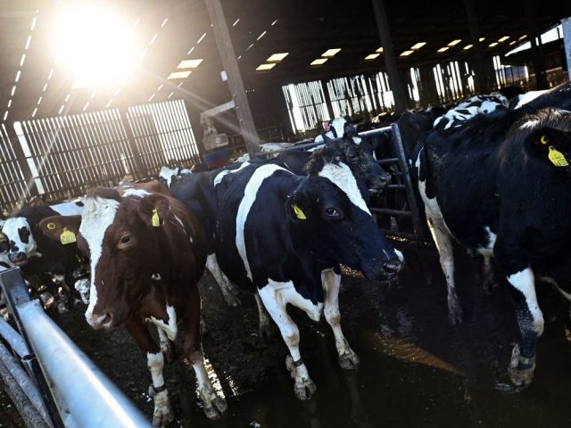 0207-bc-cow-.jpg