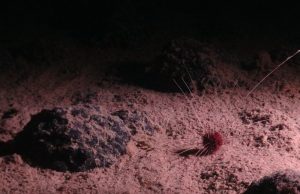 Penjelajah yang berbasis di Vancouver mencari anggukan Trump ke logam tambang