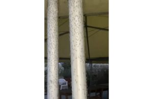 Kota pantai Italia di Tuscany diserang oleh pengusir hama. Warga mencari deklarasi darurat untuk mengatasinya