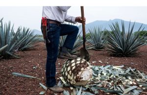 Kejang tarif Trump mendatangkan malapetaka pada pembuat tequila