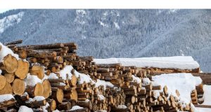 Trump memerintahkan investigasi pada kayu di depan tarif yang mungkin