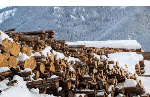 Trump memerintahkan investigasi pada kayu di depan tarif yang mungkin