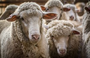 Opini: Trump dapat mengenakan pajak kepada kita dengan tarif