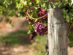 Cook Pitches Wine Export Boost