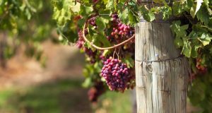 Cook Pitches Wine Export Boost