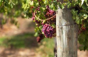 Cook Pitches Wine Export Boost