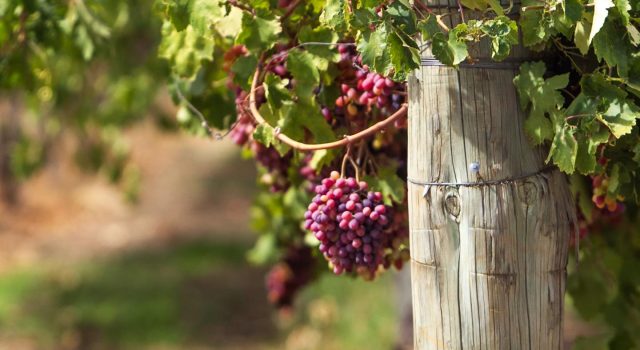 Cook Pitches Wine Export Boost