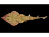 The Largest Global Mission to Discover Ocean Life Reveals Over 800 Newly Discovered Marine Species