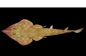 The Largest Global Mission to Discover Ocean Life Reveals Over 800 Newly Discovered Marine Species